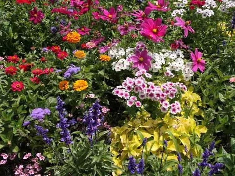 Piante da fiore perenni