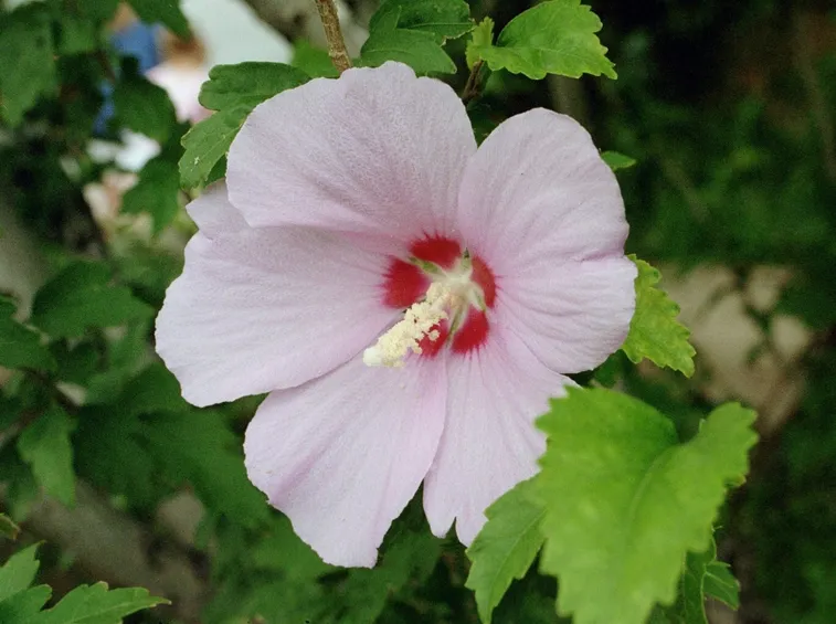 Un bellissimo fiore di Hibiscus