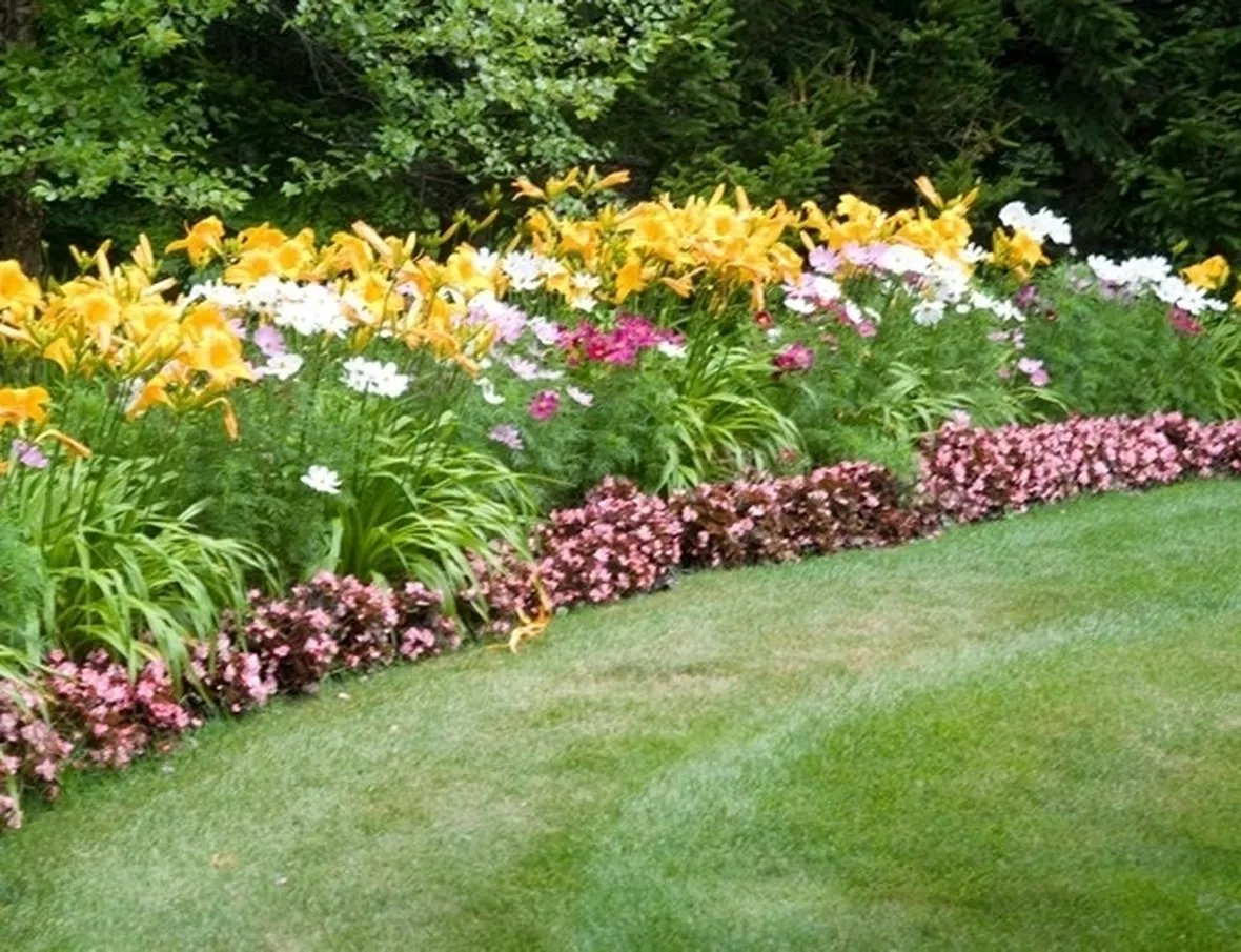 Bellissimi fiori colorati