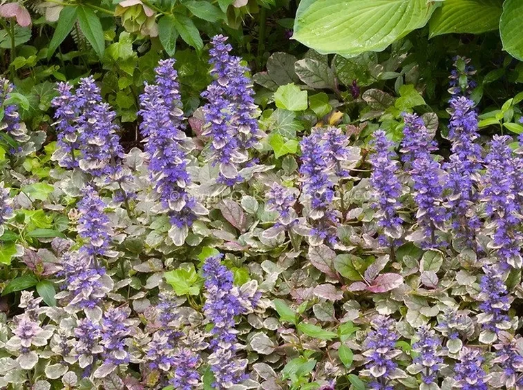 Piante erbacee perenni di Ajuga