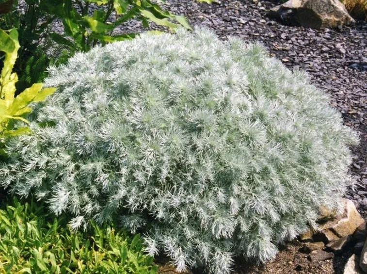 Pianta di Artemisia