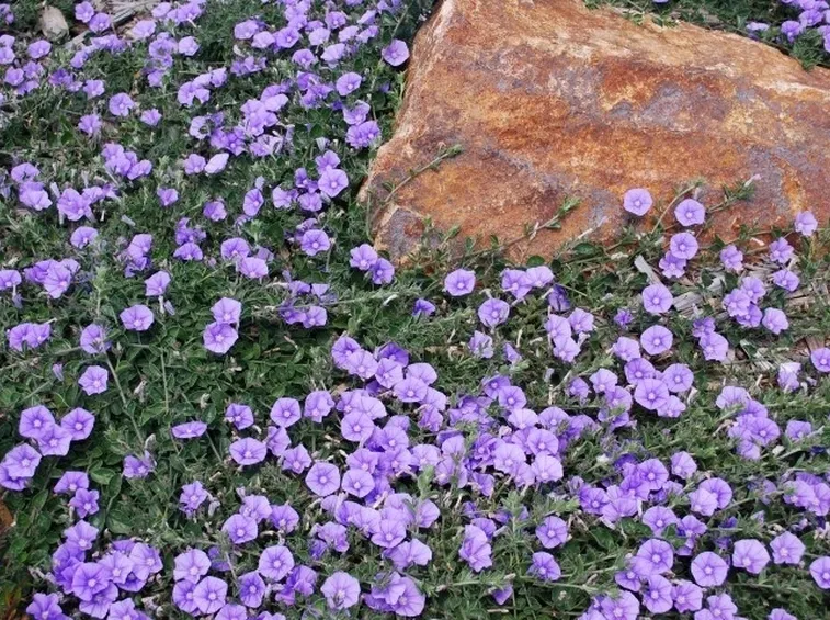 Pianta e fiori di Convolvolo
