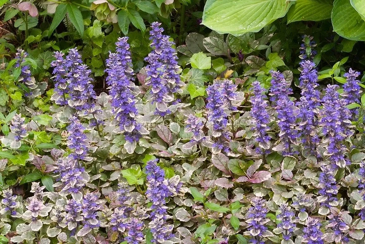Piante erbacee perenni di Ajuga