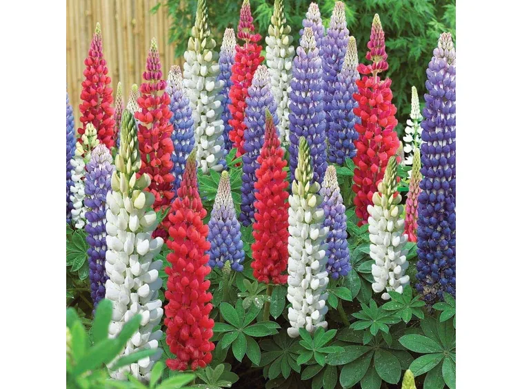 Fiori delle piante di Lupini