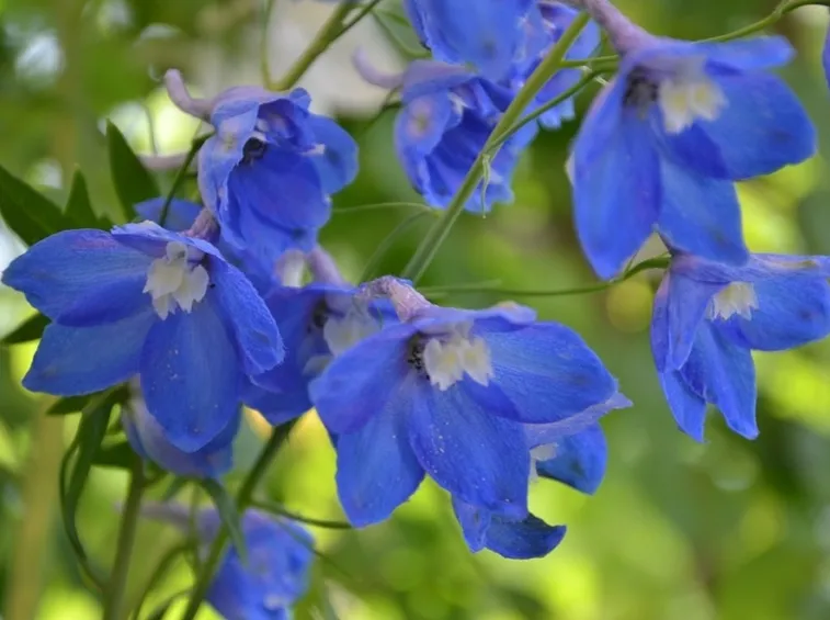 Infiorescenze delle piante di Delphinium