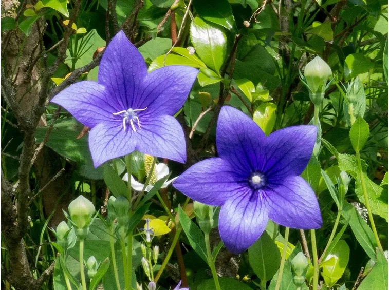 Fiore campanula grandiflora