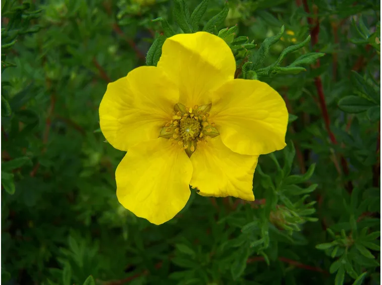 Infiorescenza di Potentilla fruticosa