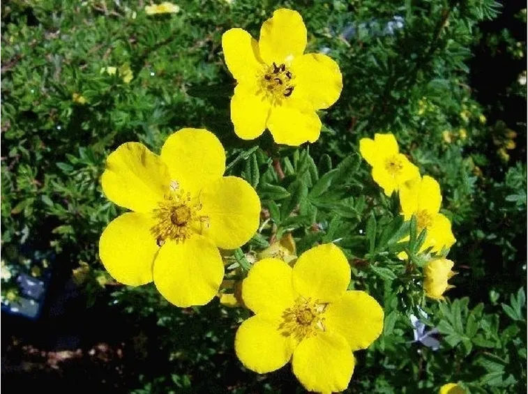 Fiori e foglie di Potentilla fruticosa