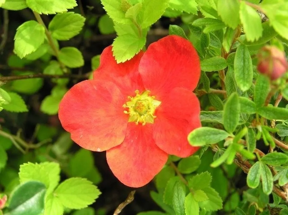 Foglie e fiori di Potentilla fruticosa