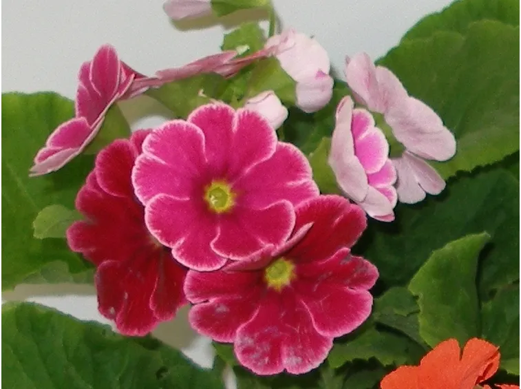primula obconica