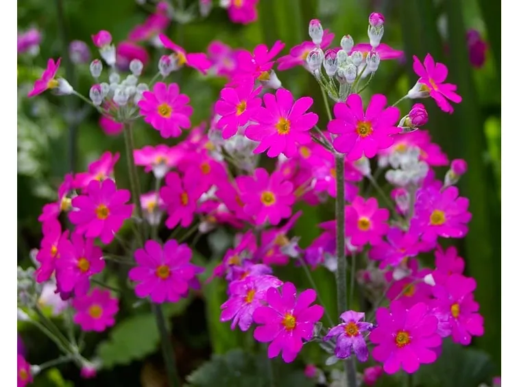Primula malacoides