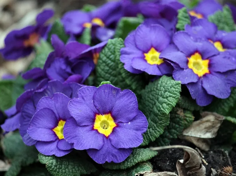 Primula polyanthus