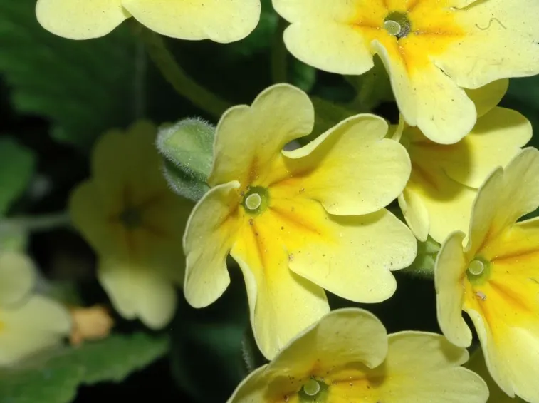 Primule veris
