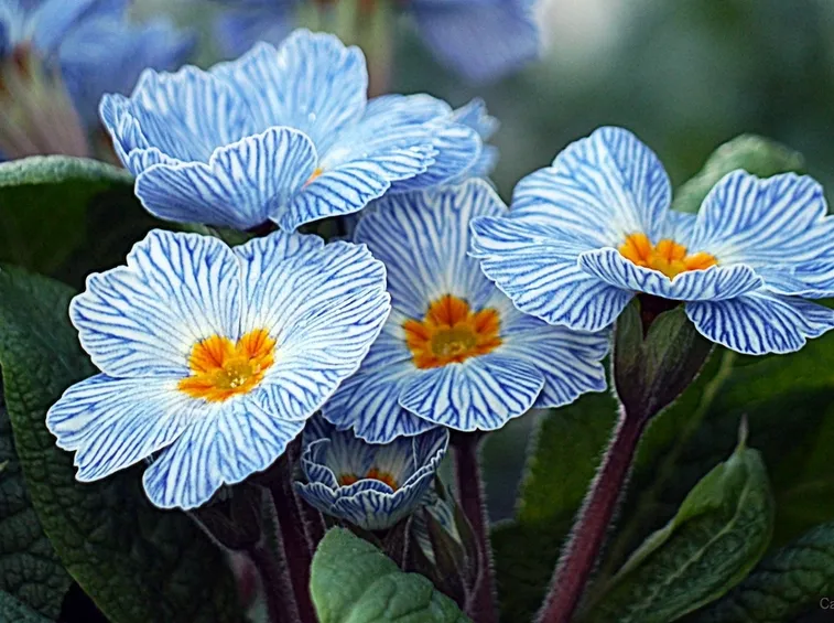 Primula Zebra Blue