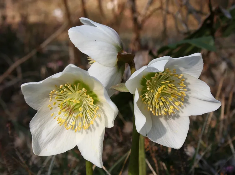 Rosa di natale in natura