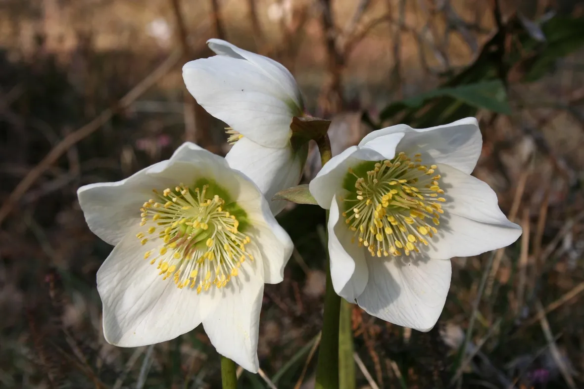 Rosa di natale in natura