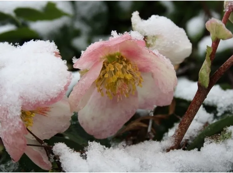 Pianta della Rosa di Natale