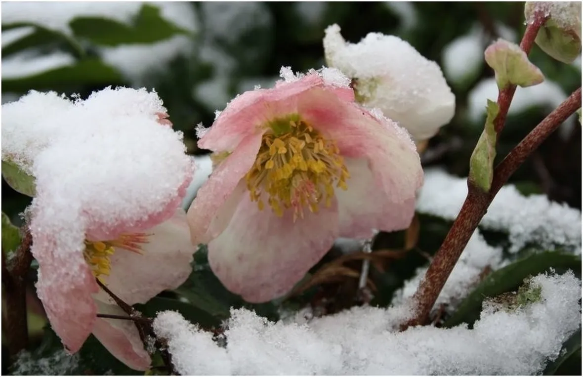 Pianta della Rosa di Natale