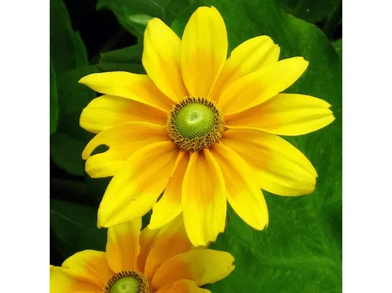 rudbeckia illustrazione