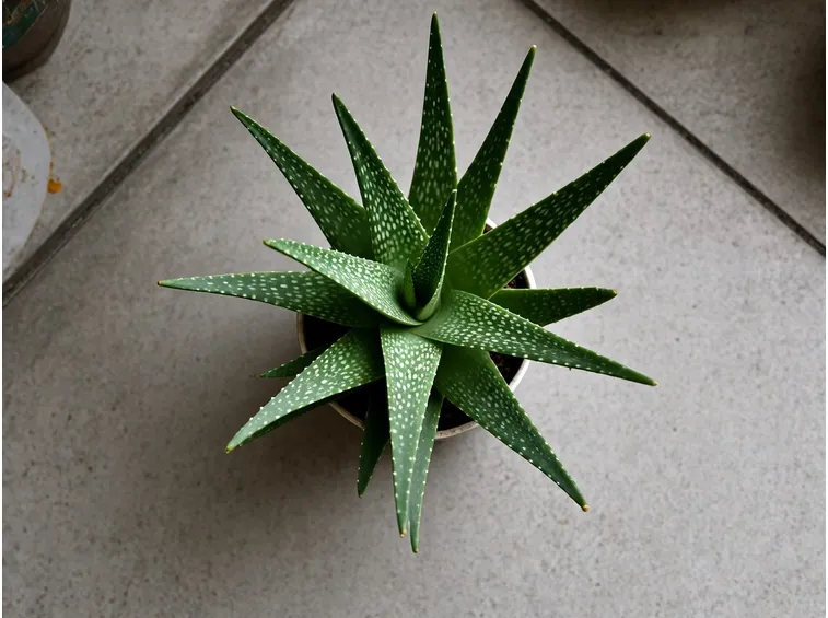 Aloe saponaria