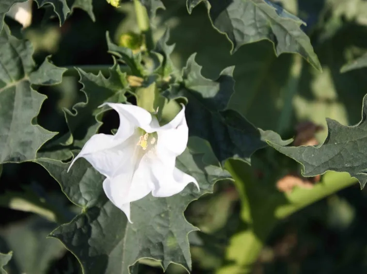 Fiore di datura stramonio