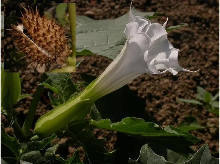 Frutto e fiore dello stramonio