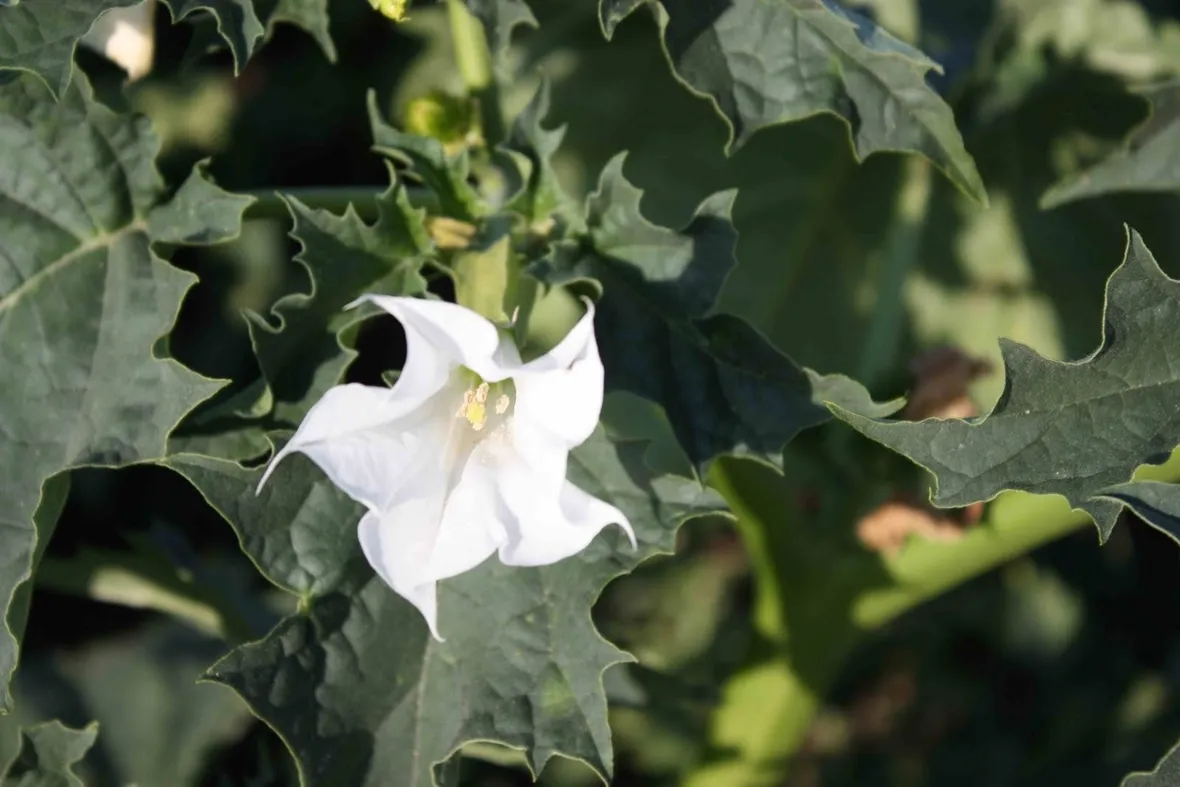 Fiore di datura stramonio