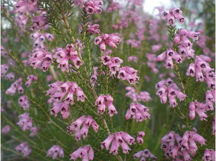 Pianta erica