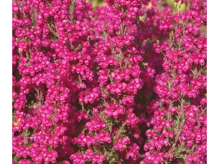 Fiore erica