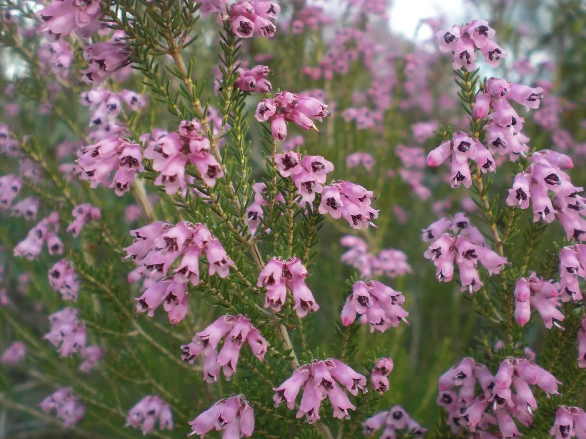 Pianta erica