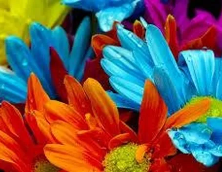 fiori
