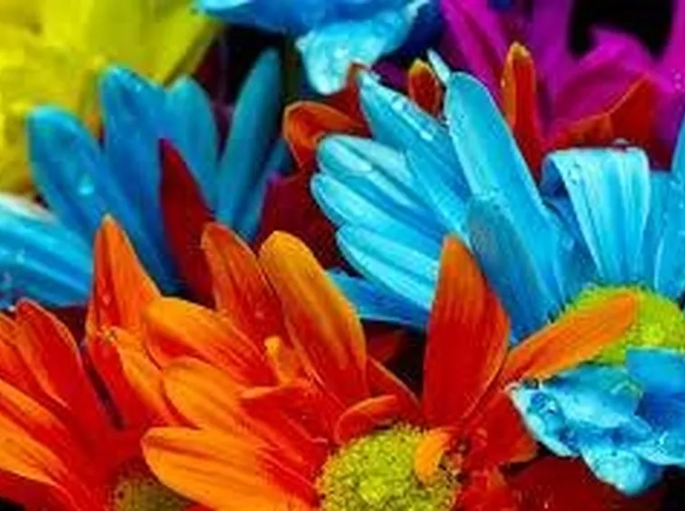 fiori