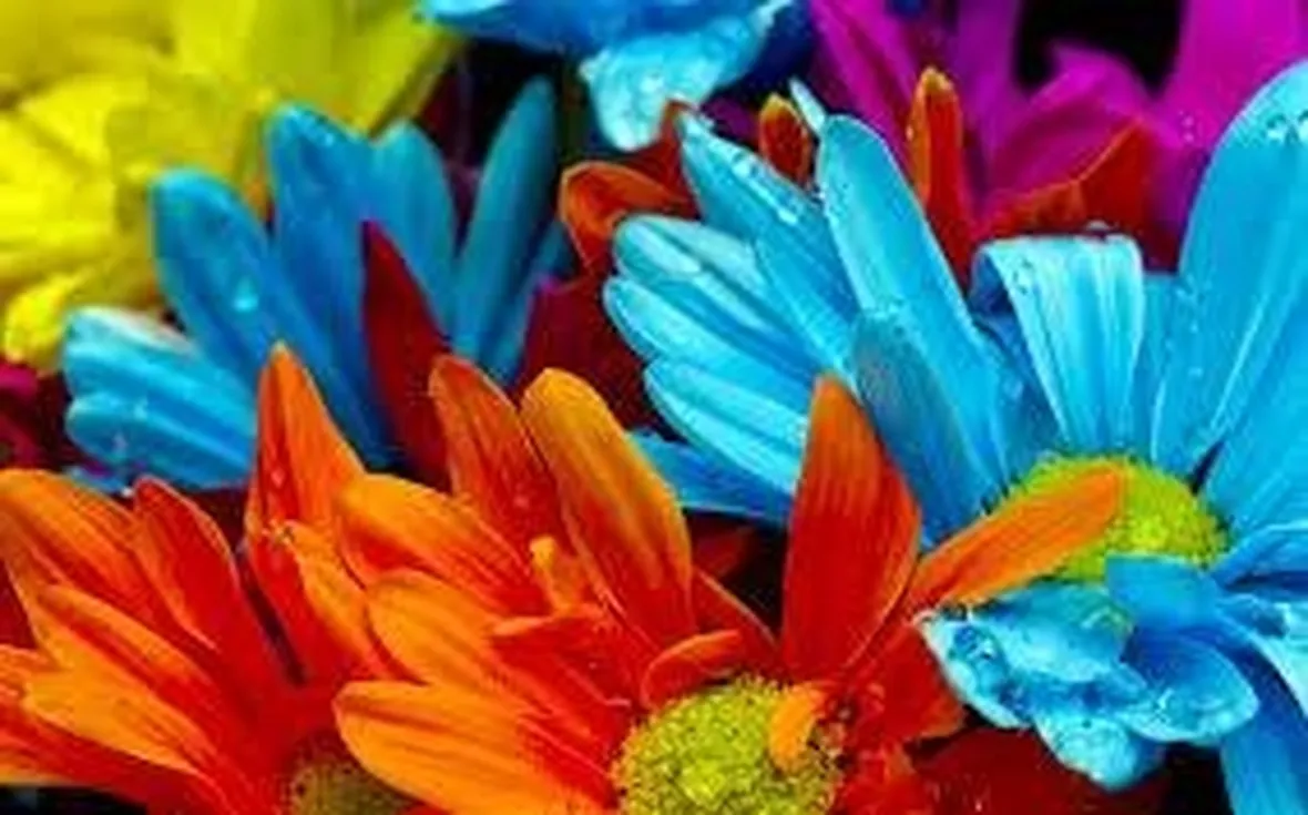 fiori