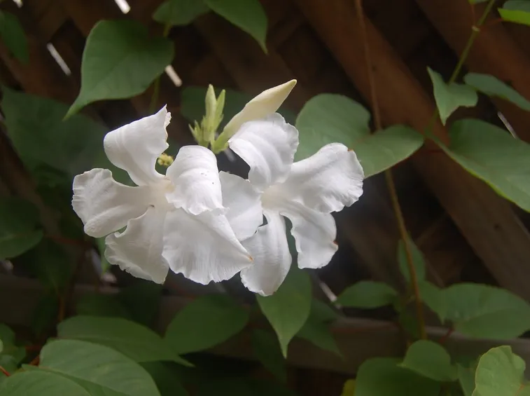 Fiori di Mandevilla laxa