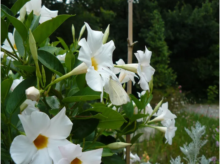 Fiori di Mandevilla laxa spontanei