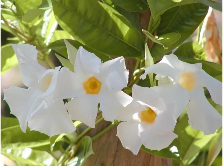 Fiori selvatici di Mandevilla laxa