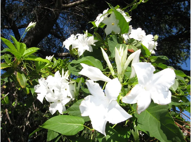 Mandevilla laxa