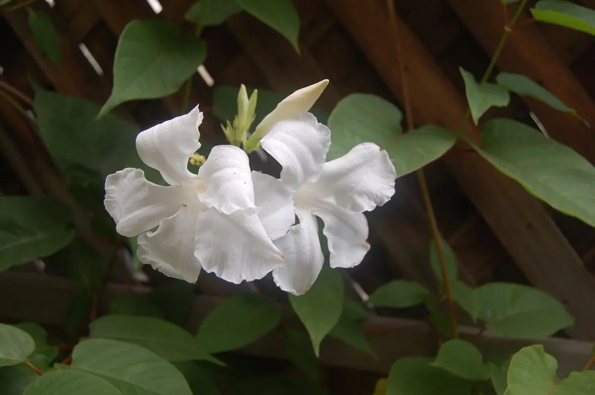 Fiori di Mandevilla laxa