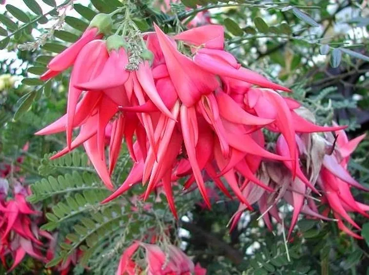 fiori di becco di pappagallo