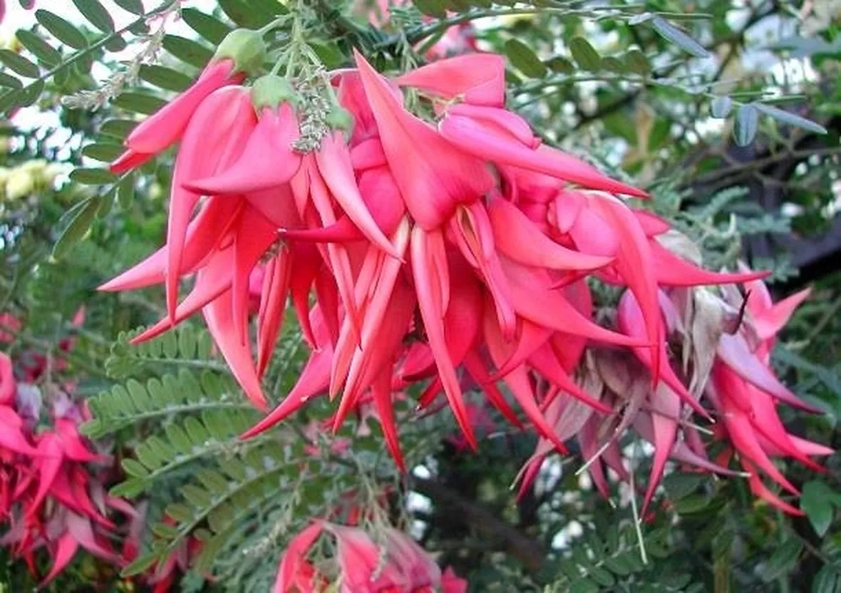 fiori di becco di pappagallo