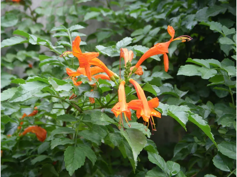 Germogli bignonia
