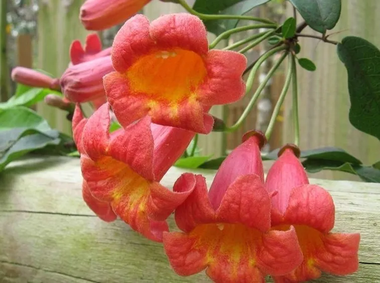 Bignonia pianta