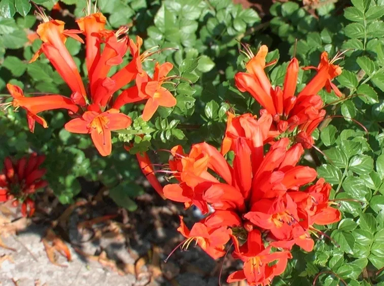 Bignonia fiore
