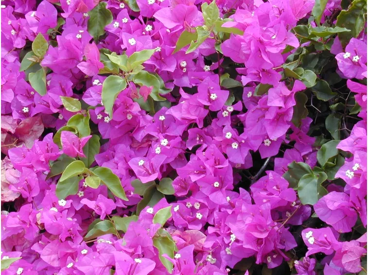 Bouganville