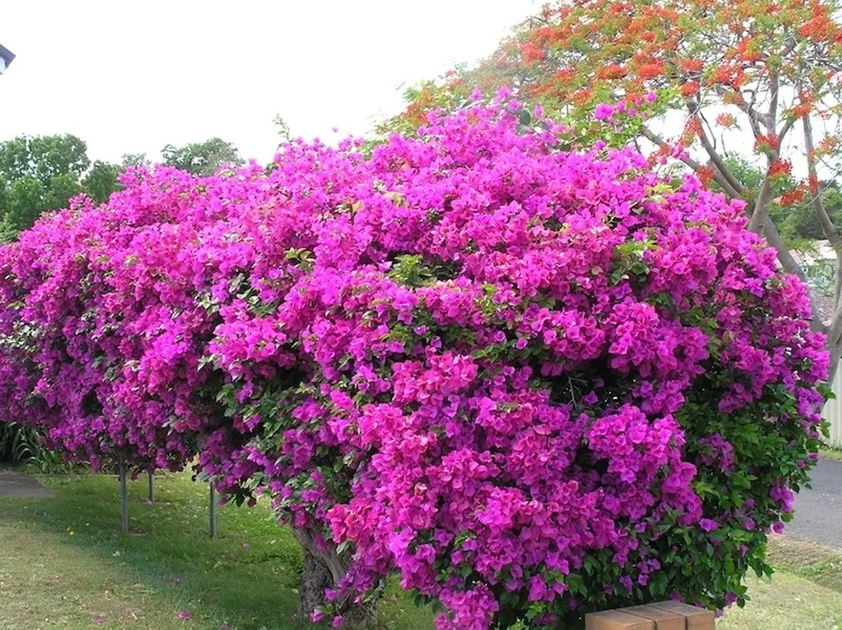 bouganville fiorite