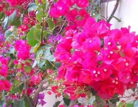 Il caratteristico fiore bianco della bouganville racchiuso da coloratissime brattee