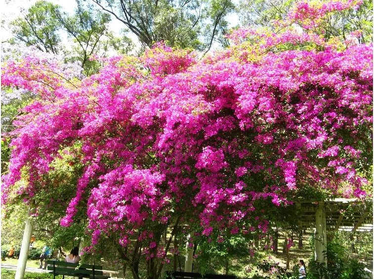 bouganville fiori