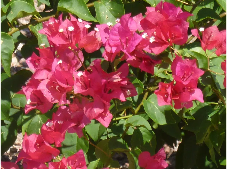 fiori bouganville