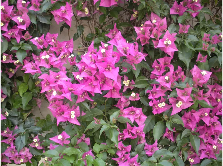 bouganville 