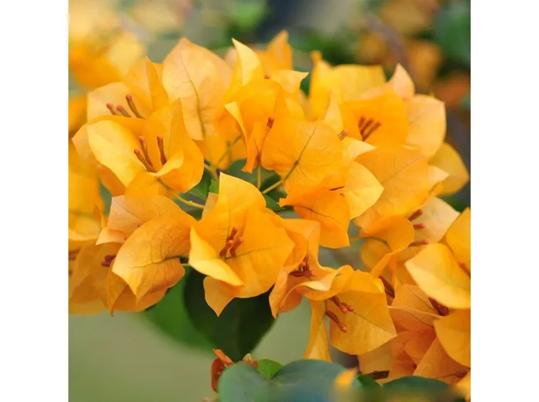 bouganvilla gialla
